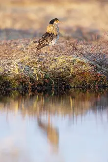 Shorebird: Ruff male