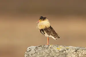Shorebird: Ruff male