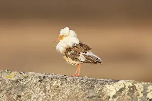 Shorebird: Ruff male
