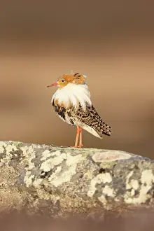 Shorebird: Ruff male