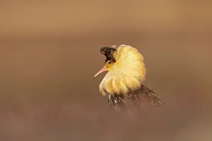 Shorebird: Ruff male