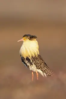 Shorebird: Ruff male