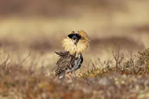 Shorebird: Ruff male