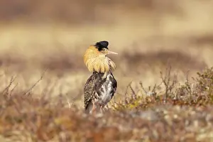 Shorebird: Ruff male