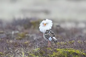 Shorebird: Ruff male
