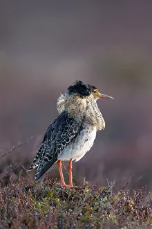 Shorebird: Ruff male