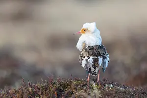 Shorebird: Ruff male