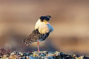Shorebird: Ruff male