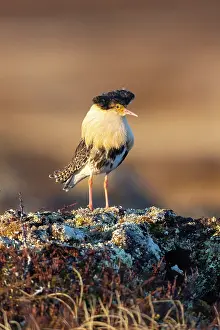 Shorebird: Ruff male