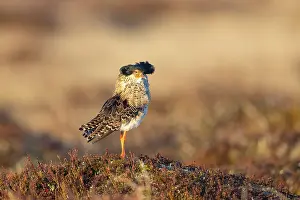 Shorebird: Ruff male