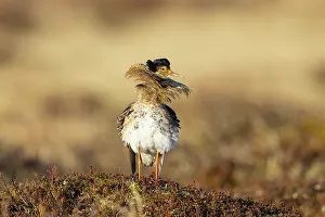 Shorebird: Ruff male