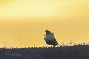 Shorebird: Ruff male