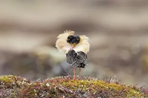 Shorebird: Ruff male