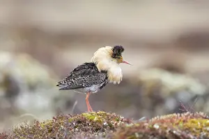 Shorebird: Ruff male