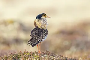 Shorebird: Ruff male