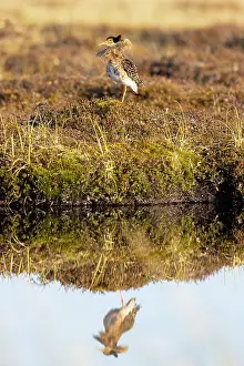 Shorebird: Ruff male