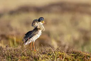 Shorebird: Ruff male