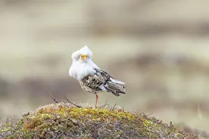 Shorebird: Ruff male
