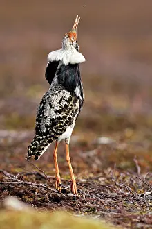 Mosquitoes: Ruff - male in breeding plumage eating mosquitoes