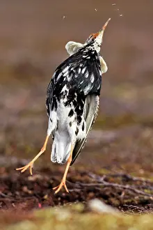 Mosquitoes: Ruff - male in breeding plumage eating mosquitoes