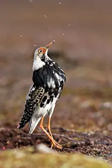 Mosquitoes: Ruff - male in breeding plumage eating mosquitoes