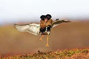 Ruffs: Ruff - male in breeding plumage in mating display