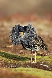 Ruffs: Ruff - male in breeding plumage in mating display
