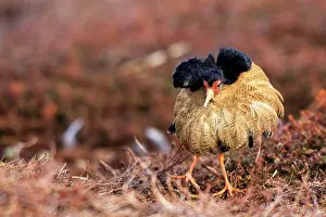 Ruffs: Ruff - male in breeding plumage in mating display