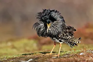 Ruffs: Ruff - male in breeding plumage in mating display