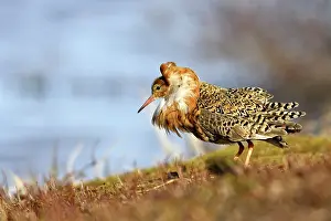 Ruffs: Ruff - male in breeding plumage in mating display