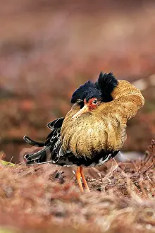 Ruffs: Ruff - male in breeding plumage in mating display