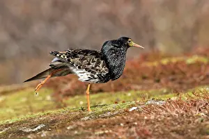 Ruffs: Ruff - male in breeding plumage in mating display