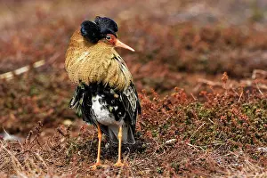 Ruffs: Ruff - male in breeding plumage in mating display