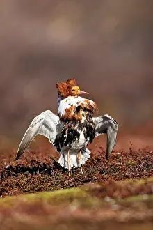 Ruffs: Ruff - male in breeding plumage in mating display