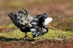 Ruffs: Ruff - male in breeding plumage in mating display