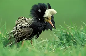 Pugnax: Ruff - Male displaying