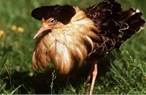 Lekking: RUFF - male, displaying