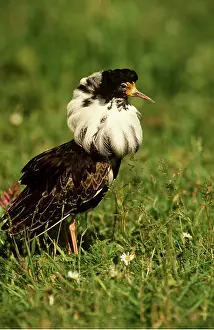Lekking: RUFF - male, displaying