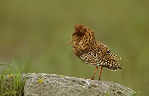 Leks: Ruff - male displaying on lek