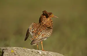 Leks: Ruff - male displaying on lek