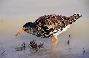 Pugnax: RUFF- Male feeding