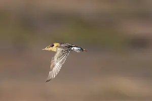 Shorebird: Ruff male flight