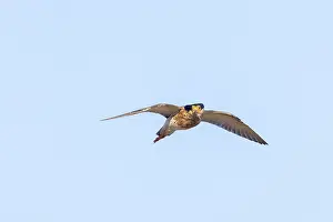 Shorebird: Ruff male flight