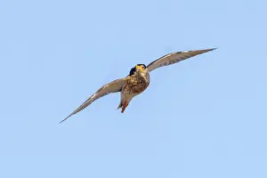 Shorebird: Ruff male flight