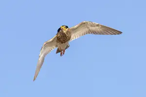 Shorebird: Ruff male flight