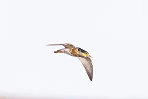 Shorebird: Ruff male flight
