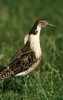 Ruffs: RUFF - male, in grass