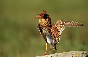 Leks: RUFF - male on Lek