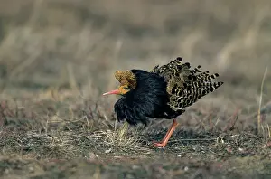 Pugnax: Ruff - Male on Lek in Oblique Display