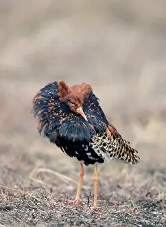 Pugnax: Ruff - Male on Lek in Oblique Display